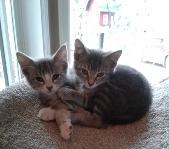 My new babies - Sadie and Sally. Sadie has the white nose and HAS proved to be the leader